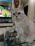 网易严选猫用薄荷饼干宠物幼猫成猫猫咪零食饼干兔肉磷虾味 95克 实拍图
