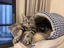 阿柴与猫猫窝舒适保暖半封闭式可拆洗四季通用猫咪窝狗窝猫床猫屋幼猫窝垫 实拍图
