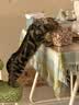 WEYES冻干7拼混合桶500g宠物猫狗零食冻干鸡肉鸡胸肉鸭肉粒营养补充 实拍图