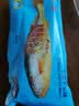 海名威 冷冻黄花鱼700g/2条装 宁德大黄鱼 海鱼 生鲜鱼类 海鲜水产 实拍图
