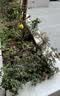 史丹利通用型复合肥2.5斤 蔬菜用农用种菜果树专用肥料养花化肥有机 实拍图
