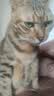 皇家猫粮 室内成猫粮 I27 通用粮 12月以上 2KG【宠物金选】 实拍图