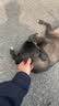 疯狂小狗中大型犬狗粮成幼犬40斤宠物边牧金毛拉布拉多鸡肉燕麦20kg囤货装 实拍图