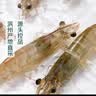 鲜活大海白虾300g（约12-18只） 实拍图