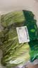 【烧烤季】钟灵山罗马生菜400g 实拍图