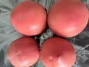 【水果菜】童年味道西红柿约1kg 实拍图