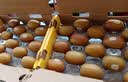 佳沛（zespri）新西兰 金奇异果特大果15粒134-146g猕猴桃水果礼盒 实拍图