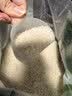 庄品健 绘福香丝苗米10斤 长粒香大米5kg 籼米猫牙米 当季新米 实拍图