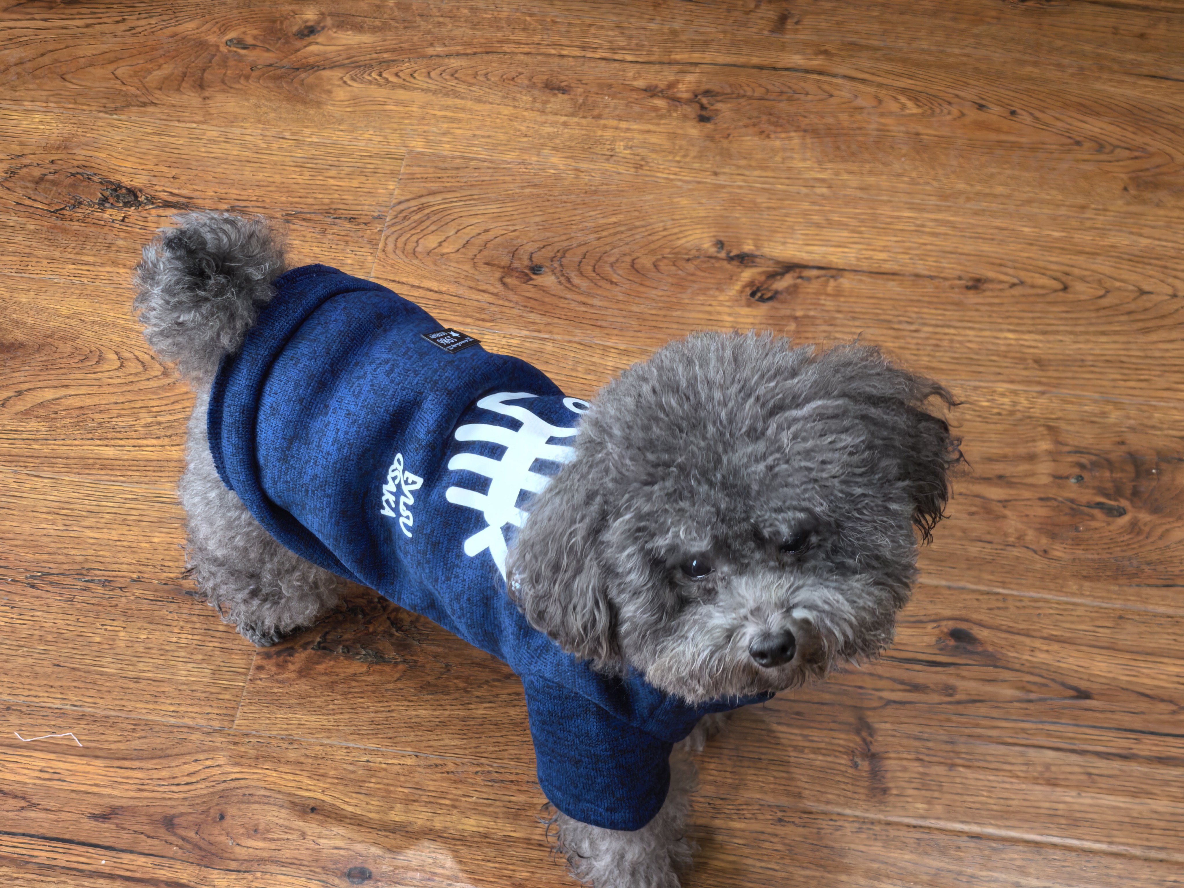 欢宠网宠物狗狗衣服猫咪猫小狗小猫泰迪比熊猫猫小型犬幼犬冬季保暖服饰 实拍图