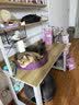 麦富迪猫粮 超肉粒冻干双拼成猫粮美毛护肠胃 三文鱼2kg 实拍图