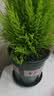 九千谷花盆加仑盆 园艺种植家用塑料花盆兰花盆带托盘24*24cm3个装5082 实拍图