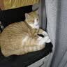 网易严选全价冻干双拼猫粮3.0 猫干粮成猫幼猫通用高鲜肉粮 自营金选1.8kg 实拍图