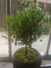 八芽 小叶赤楠盆景摆件室内绿植花卉盆栽老桩客厅办公室桌面好养植物 （【热销款】舍得紫砂盆赤楠+苔藓+底座） 实拍图