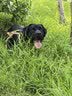麦富迪狗粮 超肉粒冻干狗粮 成幼犬中大型犬专用 15kg/30斤【宠物金选】 实拍图