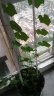 花儿朵朵 丝瓜 绿色 瓜果种子 家庭阳台/办公室盆栽 20粒/袋 实拍图