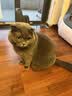 皇家室内成猫粮 I27 通用粮 12月以上 400g 实拍图