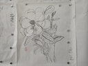白描花卉写生集 实拍图