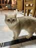 LEGENDSANDY蓝氏猫粮猎鸟乳鸽全价猫粮冻干生骨肉成猫幼猫通用型1斤装试吃 猎鸟乳鸽1斤装【均衡营养】 实拍图