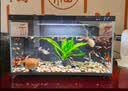 米家小米智能鱼缸 一体整机免装语音遥控半年免换水APP定时喂食水族箱 米家智能鱼缸半年免换水 实拍图