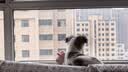 疯狂小狗狗零食泰迪金毛成犬幼犬耐咬磨牙棒  天然鸭肉原生牛皮卷100g  实拍图