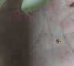 胜恋足金黄金珠子足金999金珠攒金珠莲蓬转运珠DIY小金珠手链七夕礼物 3mm光面金珠多退少补 3mm光面珠1颗约0.1g 实拍图