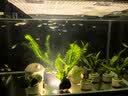 森森 超白玻璃小鱼缸HWK-600P裸缸款水草缸金鱼缸小型水族箱水草缸  实拍图