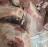 龙大肉食黑猪多肉大骨块净重4斤 ＞45%带肉率 猪骨头烧烤食材 黑猪肉生鲜 实拍图