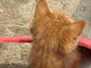 大英博物馆生日安德森猫白噪音蓝牙音响无线充氛围灯文创摆件男女国庆节礼物 实拍图
