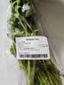 【火锅季】带根香菜100g 实拍图