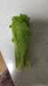 【烧烤季】钟灵山罗马生菜400g 实拍图