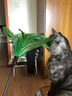 猫玩具 逗猫棒激光笔猫抓板猫转盘球宠物逗猫咪玩具套装 羽毛逗猫棒 实拍图