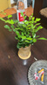 开时果 水培植物办公室内桌面盆栽 水养绿萝水生花植物绿植源头直发包邮 【2盆自选】组合水培植物 （加赠 营养液） 实拍图