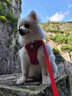 SLPC狗狗胸背带牵引绳小型犬泰迪背心式遛狗绳反光透气小狗背带狗绳子 红色 M（适合6-9斤） 实拍图