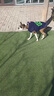楚克奇（CHUKCHI）大狗衣服边牧金毛中大型犬冬装狗棉衣马犬马甲背心连帽两腿喜庆 深蓝色 30号颈围55CM*胸围75CM*背长60CM 实拍图