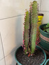 巴西龙骨 仙人柱  仙人掌大盆栽 紫龙骨30CM左右(3-4头) 不含盆 实拍图