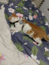 康贝尼 猫绳牵引绳工字型猫咪胸背带防挣脱幼猫成猫遛猫绳子 猫用品 灰色 M中号/6-15斤猫用 实拍图