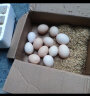 故乡食召 鸡蛋 散养谷物蛋 农家山林喂养 初生鲜鸡蛋 40枚 1600g 实拍图