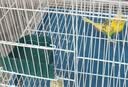 憨憨宠鸟笼鹦鹉鸟笼子大号鸟窝八哥玄凤虎皮鹦鹉笼鸡笼芦丁鸡专用饲养箱 升级卡扣款丨500鸟笼 实拍图