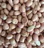 现剥新白沙花生米五谷杂粮粒大米新货花生粉皮大粒花生米无壳 1000g 净重2袋 精选白沙大粒 实拍图
