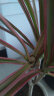 草庄拓赛  彩色千年木盆栽 三色龙血树 红竹观叶植物 室内绿植D9 独杆多头60-70厘米 不含盆 晒单实拍图