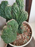 御春阁 24款迷你仙人球 实生根 懒人易养护 仙人掌科 多肉盆栽 多肉植物  不含盆 五指山 实拍图