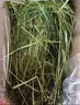 喜帅26年头茬精品烘干提摩西草500g 提草荷兰猪龙猫兔子磨牙牧草兔粮 实拍图