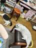 Orijen【宠物金选】渴望猫粮 成猫幼猫粮 原味鸡肉进口1.8kg效期27/10 实拍图