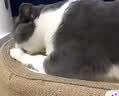喵丽丝剑麻猫抓板猫窝一体耐磨不易掉屑猫咪玩具猫爪板耐抓四季通用抓盆 【冲量款】椭圆麻布贈猫薄荷 实拍图