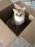 亿迪猫粮全价成猫幼猫冻干全阶段5斤布偶蓝猫英短橘猫通用小包装2.5kg 实拍图