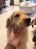 皇家狗粮 成犬狗粮 犬粮 宠物大型犬 GR26全价犬粮≥15月15KG 实拍图