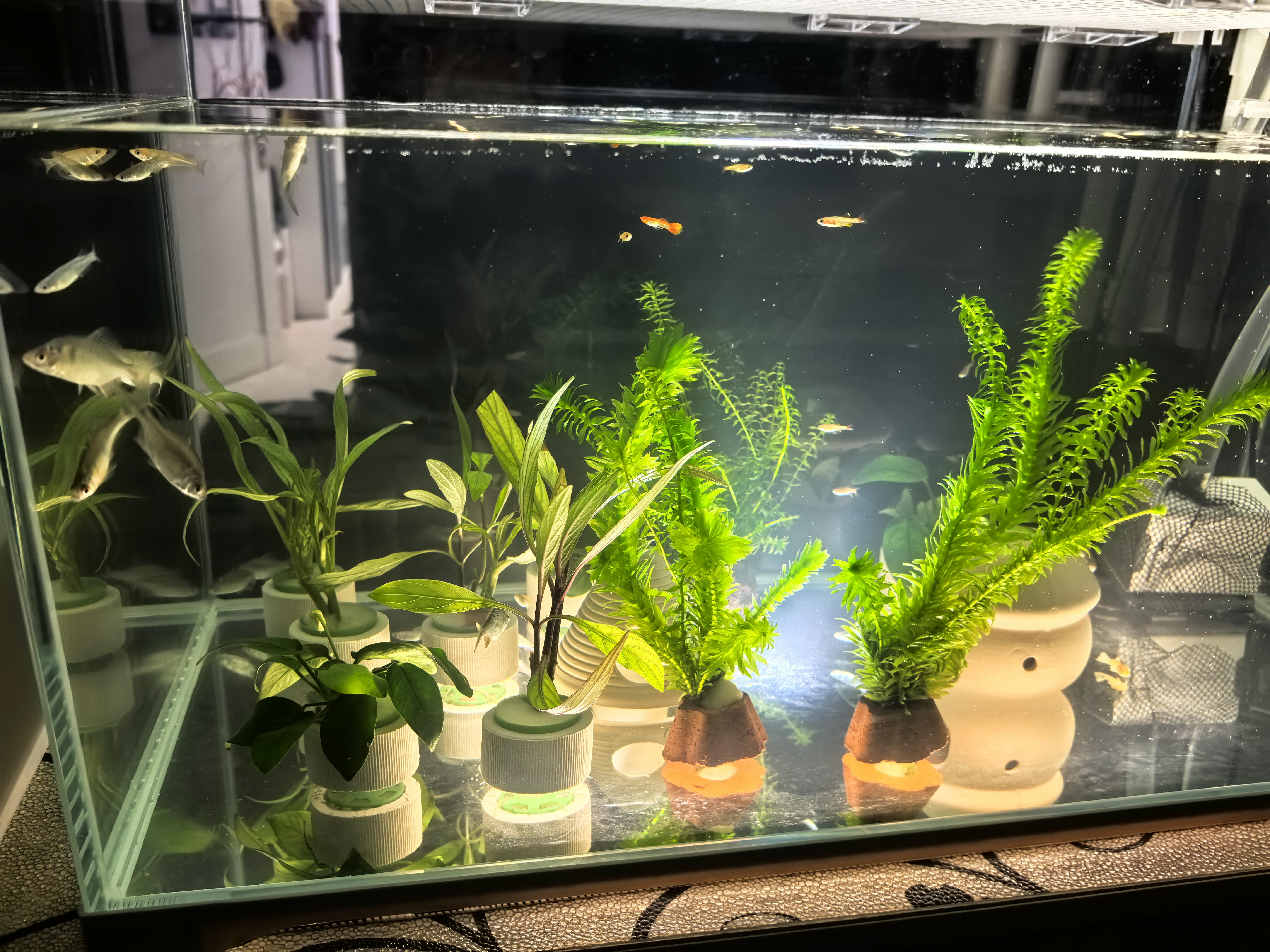 森森 超白玻璃小鱼缸HWK-600P裸缸款水草缸金鱼缸小型水族箱水草缸  实拍图