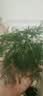 文竹盆栽绿植花卉盆景植物室内客厅水培文松云竹文竹大苗四季常青 小文竹【1颗】原盆原土球发货 高度15-25cm 实拍图