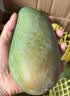 京鲜生云南凯特 净重8斤装 单果600g+ 新鲜芒果水果 源头直发包邮 实拍图