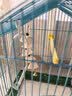 licheers鹦鹉墨鱼骨串磨牙棒补钙磨喙虎皮玄凤鸟专用鹦鹉零食啃咬解闷玩具 实拍图